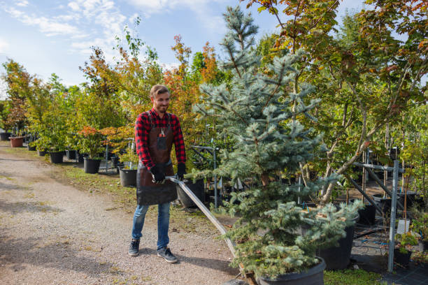 The Steps Involved in Our Tree Care Process in Haysville, KS